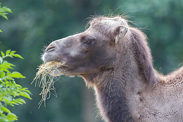 Image showing Camel eating grass