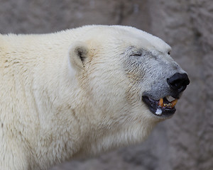 Image showing Close-up of a polarbear (icebear)