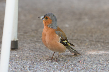 Image showing Male finch, selective focus