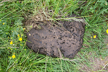 Image showing Cow shit in the meadows