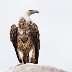 Image showing Adult condor