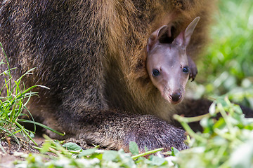 Image showing Wallaby with a young joey 