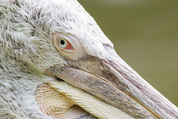 Image showing Portrait of a Dalmatian Pelican