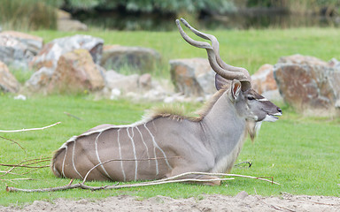 Image showing Kudu resting on a green field