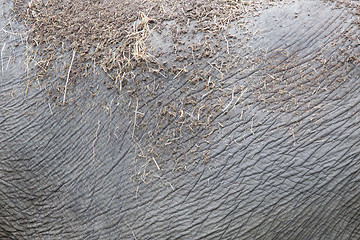 Image showing Elephant skin texture abstract background