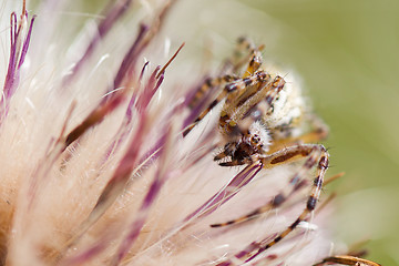 Image showing Small spider hiding in a flower