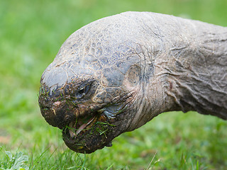 Image showing Galapagos giant tortoise eating