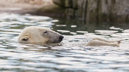 Image showing Close-up of a polarbear