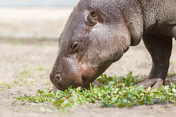 Image showing Pygmy hippopotamus (Choeropsis liberiensis)