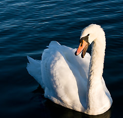 Image showing Swan