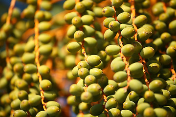 Image showing Fruits