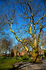 Image showing park in london spring sky and   tree 