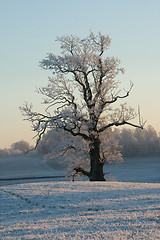 Image showing Wintertree