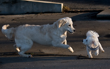 Image showing Playing dogs