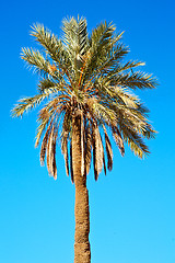 Image showing tropical palm in morocco alone   and the sky