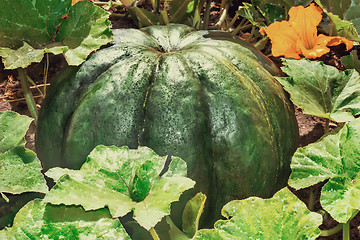 Image showing Large pumpkin among green leaves in the garden.