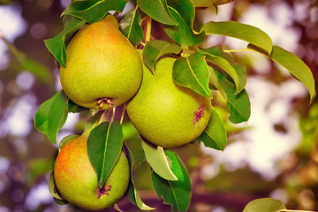 Image showing Appetizing ripe pears on a tree branch.