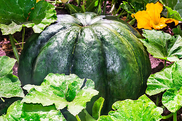 Image showing Large pumpkin among green leaves in the garden.