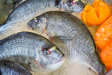 Image showing .Large Mediterranean fish caught on the island of Crete.