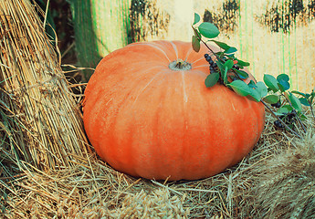 Image showing Big ripe bright orange pumpkin, and corn grain cereals.