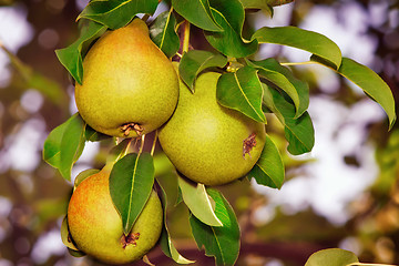 Image showing Appetizing ripe pears on a tree branch.