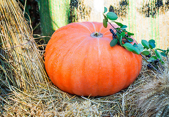 Image showing Big ripe bright orange pumpkin, and corn grain cereals.