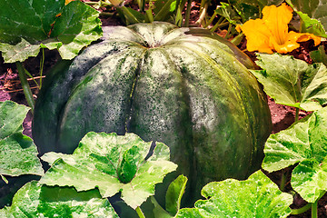 Image showing Large pumpkin among green leaves in the garden.