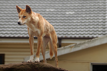 Image showing Australian dingo