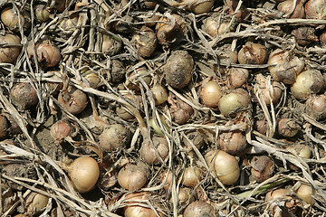 Image showing onions background