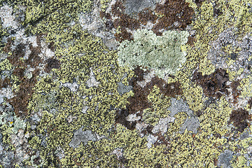 Image showing lichen