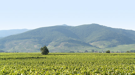 Image showing Vosges scenery