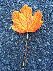 Image showing Orange maple leaf