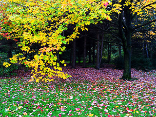 Image showing Autumn trees and fallen leaves