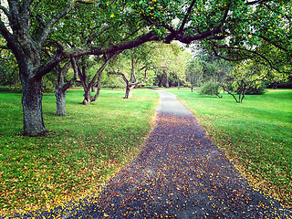 Image showing Early autumn in apple tree orchard