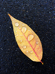 Image showing Autumn leaf with raindrops