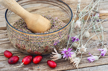 Image showing Cornel berries with herbaceous medicinal shrub