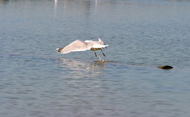 Image showing seagull take off