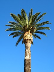 Image showing palm tree