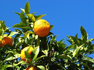 Image showing oranges