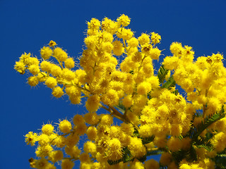 Image showing mimosa flowers
