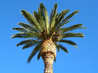 Image showing palm tree