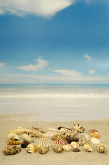 Image showing Shell collection on beach