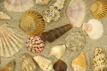 Image showing Shells in the sand