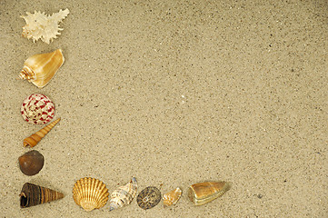 Image showing Shells in the sand