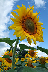 Image showing sunflower