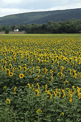 Image showing sunflower field