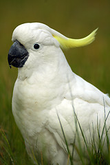 Image showing parrot detail