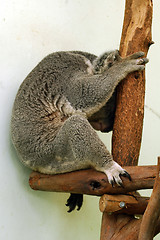 Image showing sleeping koala