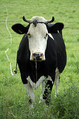 Image showing black cow