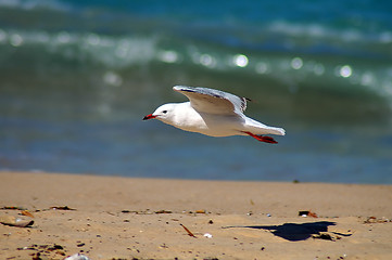 Image showing flying seagull